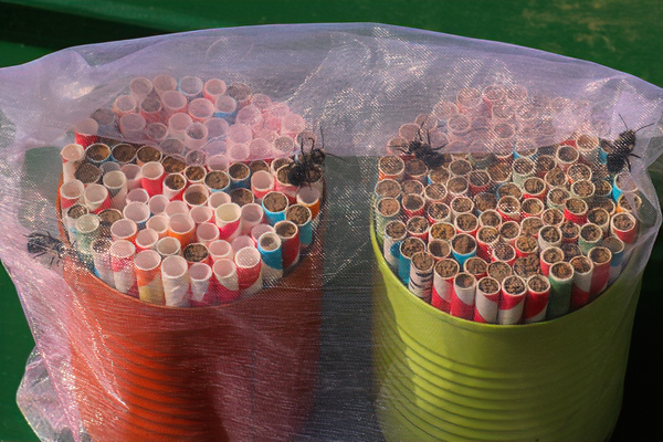 Myths about mason bees: Whoops. Yesterday I went to check on my mason bees that are stored in the garden shed and covered in fine netting to keep out predators. Four emerged while I watched. I'll call that "just in time" mason bee keeping.