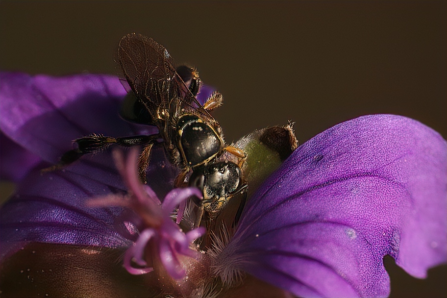 Are stingless bees moving north? A stingless bee in the genus <emPlebeia</em> found in Palo Alto, California.