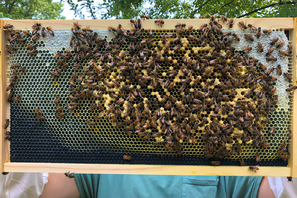 What's wrong with this colony? Figure 1. Photo © Molly McMillion.