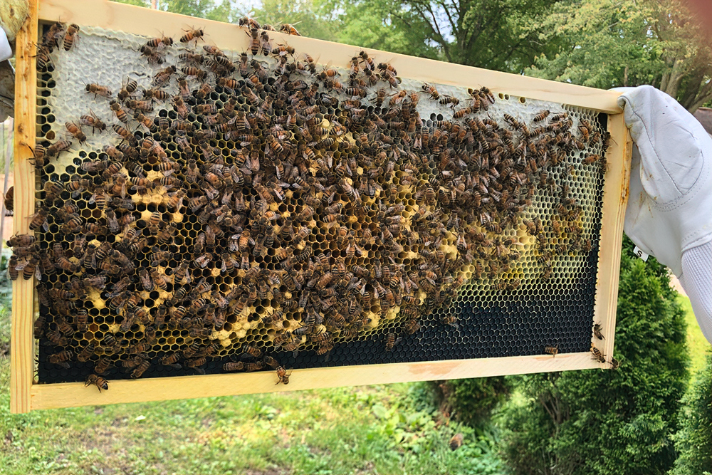 What's wrong with this colony? Figure 2. Photo © Molly McMillion.