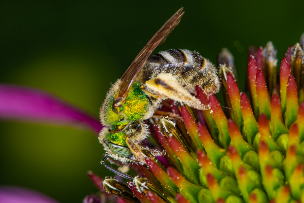 Agapostemon virescens: Although there are many species of green-striped sweat bees, the females usually have green abdomens. However, in this wide-spread species, the females have black and white striped abdomens, making them easy to identify.