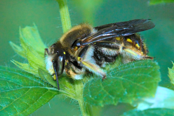 Anthidium manicatum: The males are so territorial they will take on anyone, head-butting into household pets or your camera lens. They patrol their turf tirelessly, protecting both their mates and their food source.