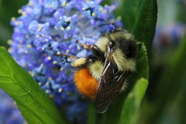 Bombus melanopygus: The orange-rumped version of the black-tailed bumble bee is found in the northern parts of its range, while the black-rumped version is found farther south. Both will nest in bird houses. 