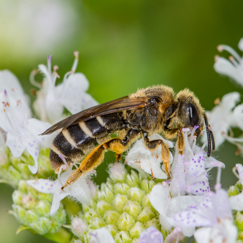 Halictus rubicundus: If you have a garden in North America, you’ve probably seen the orange-legged furrow bee. They are tireless pollinators of a wide variety of crops but are small enough to go unnoticed.