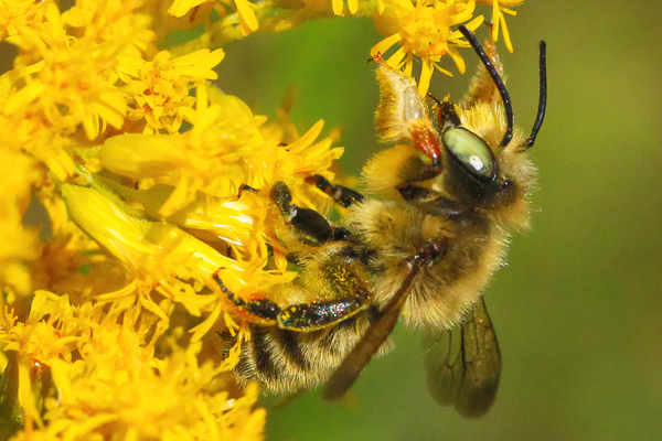 Megachile perihirta: The western leafcutting bee is a large hairy bee that nests in the ground. Here you can see a fringe of white hairs on the male’s forelegs, helpful for keeping his mate calm. © Rusty Burlew.