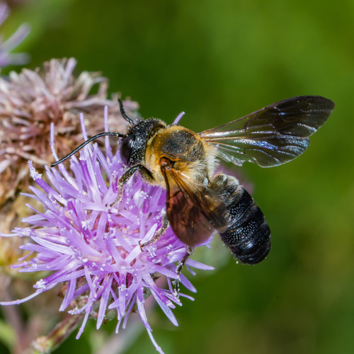 Megachile sculpturalis: Although this bee looks scary, she is mostly a danger to carpenter bees. The sculptured resin bee fancies the type of tunnel carpenter bees build and is willing to fight for them.
