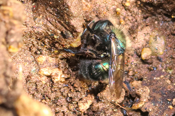 Osmia lignaria propinqua: This mason bee discovered a damp hole in the garden, an excellent place to collect mud for partitions between egg chambers.