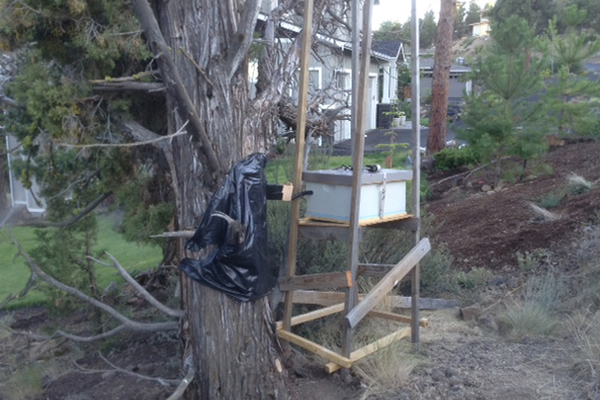 Since the bees cannot go back through the funnel, they begin nesting in the brood box. The addition of open brood will usually cause the queen to investigate.