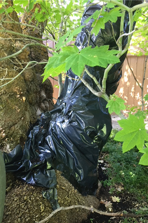Wrapping the trunk in construction-grade trash bags can help to discourage the use of other entrances.