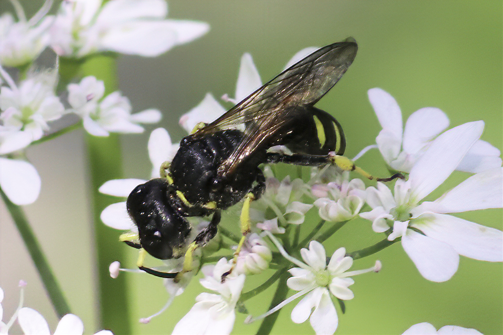 A small solitary wasp enjoys the volunteer cilantro growing among the forget-me-nots.