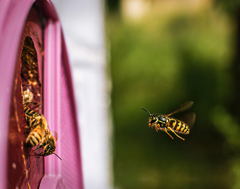 If she can find her way in, this wasp will try to find fresh bee meat for her offspring. If not, she will likely settle for something already dead from the ground beneath the hive.