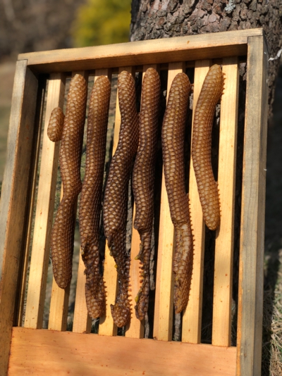Slatted rack with comb built underneath.