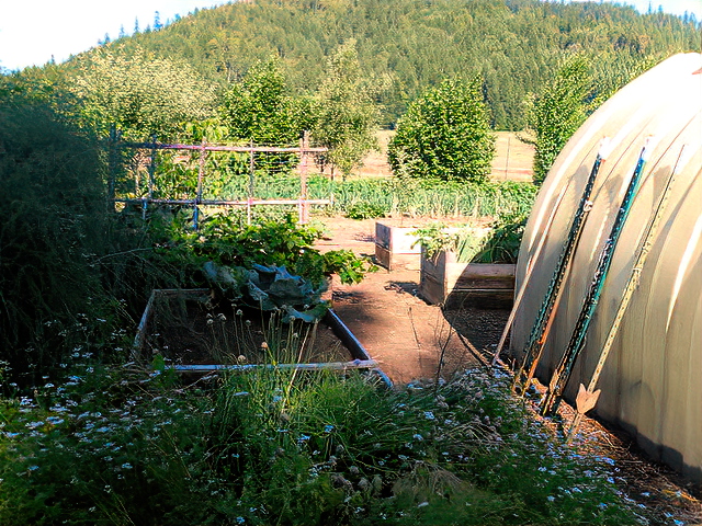 The orchard and truck garden will soon be planted for bees.  © Gill Jacobson