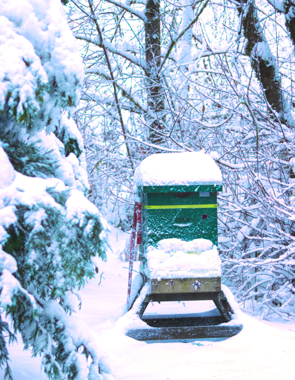 Hive tapping: Unexpected noises should be expected. A beehive covered in snow.