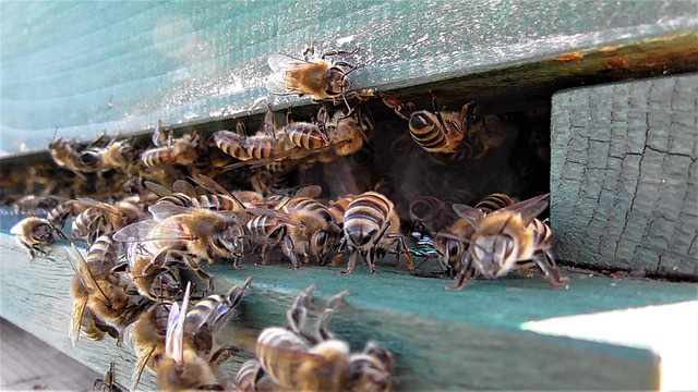 Self-preservation: It’s always a relief to see the bees on the first warm day of the new year.