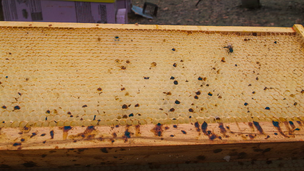 Feces that lingers in the bee intestine for long periods tends to get darker and darker. In summer, when bees pass feces frequently, it often appears bright yellow.