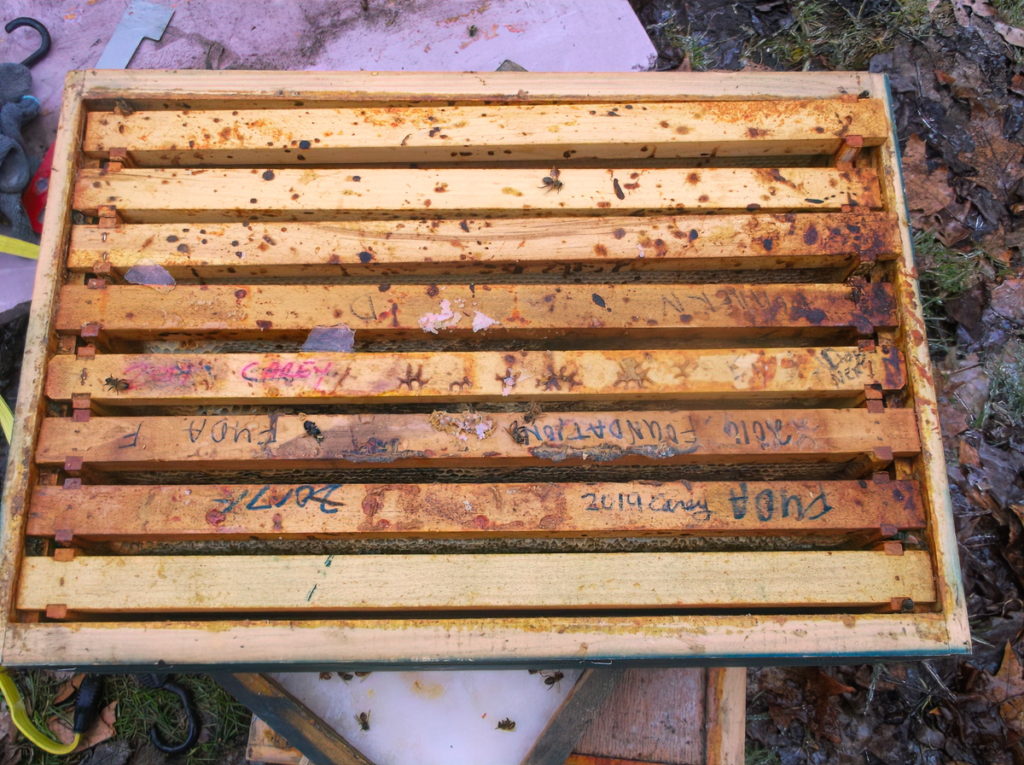 In this example of honey bee dysentery, you can see bee feces that was deposited on the top bars. This colony could also have nosema, or not, so testing is required.