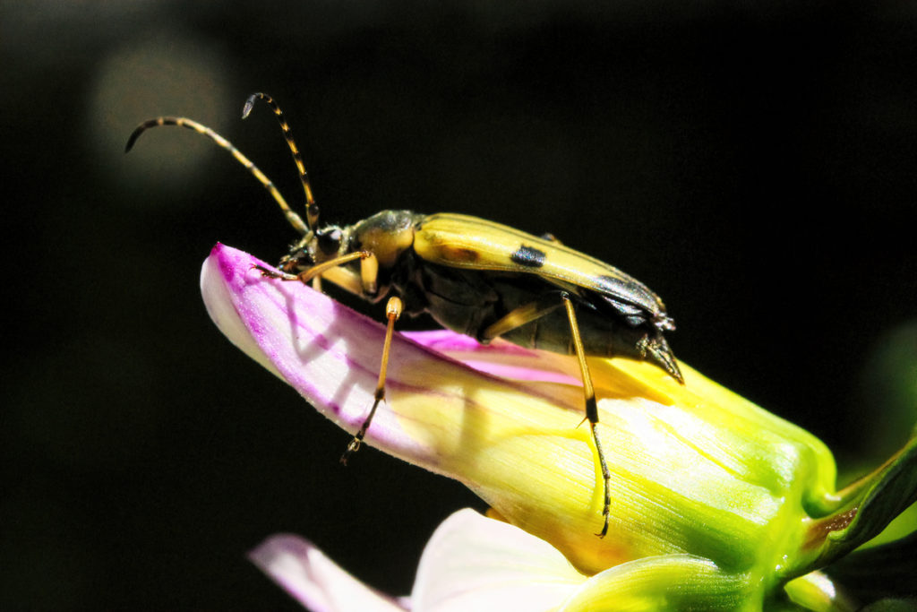 Beetle: Each beetle pollinates only a few flowers in a day, but the number of species and individuals is huge, all of which adds up to a lot of pollination.