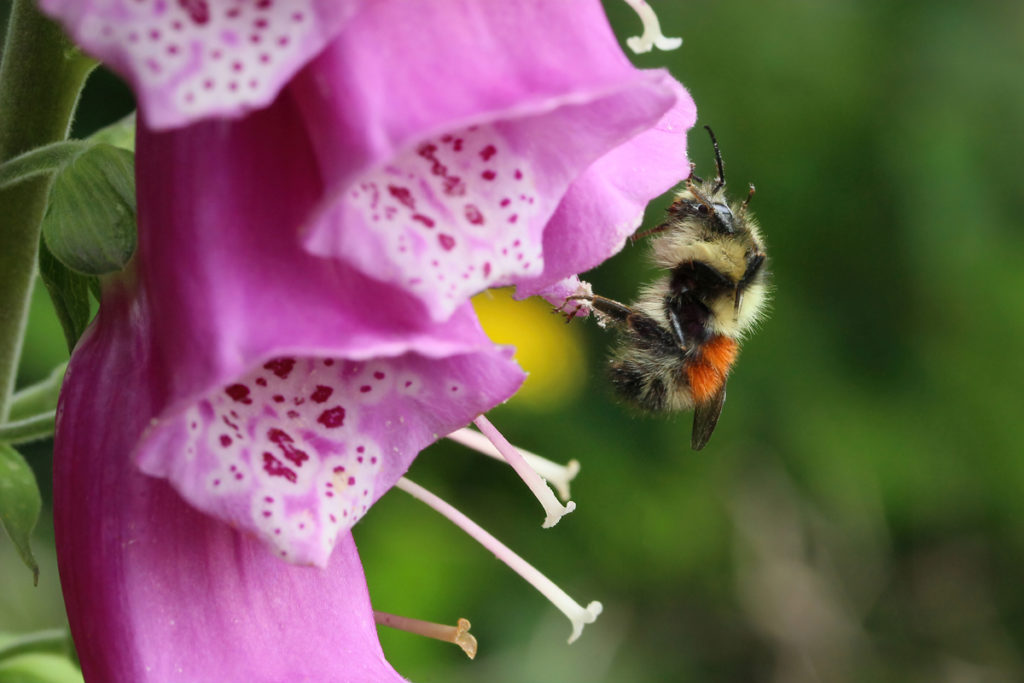 Bumble bee on foxglove: Dividing plants into pollination syndromes is tricky because many flowers attract more than one type of pollinator. These deep, bell-shaped foxglove flowers are frequently visited by bumble bees and hummingbirds. The hummingbirds hover as they drink, but the bumble bees climb right in and disappear from view. All photos by Rusty Burlew