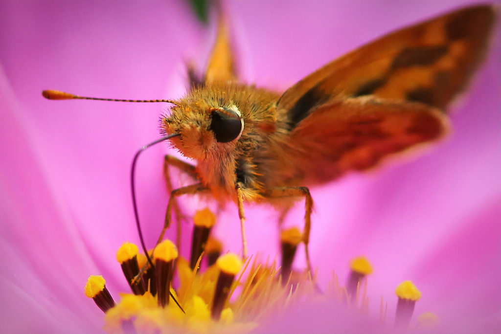 Skipper: Skippers are small butterflies that spend their time drinking from flowers and moving pollen as they go.
