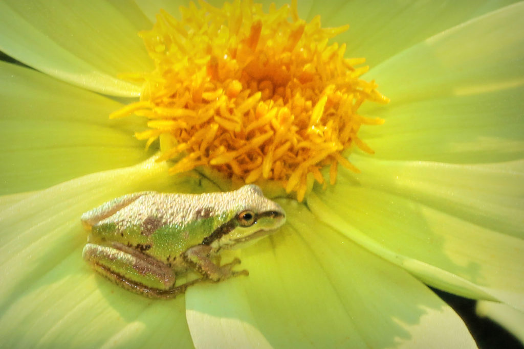 Tree frog: I have found very little information on pollination by amphibians, but small frogs that hunt from flowers are often covered in pollen and no doubt contribute to pollination as they hop from flower to flower.
