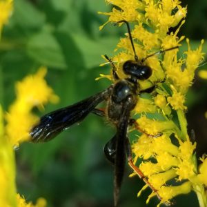 Isodontia auripes by Herb Betz