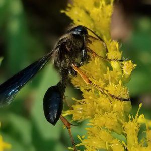 Brown-legged grass-carrying wasp by Herb Betz