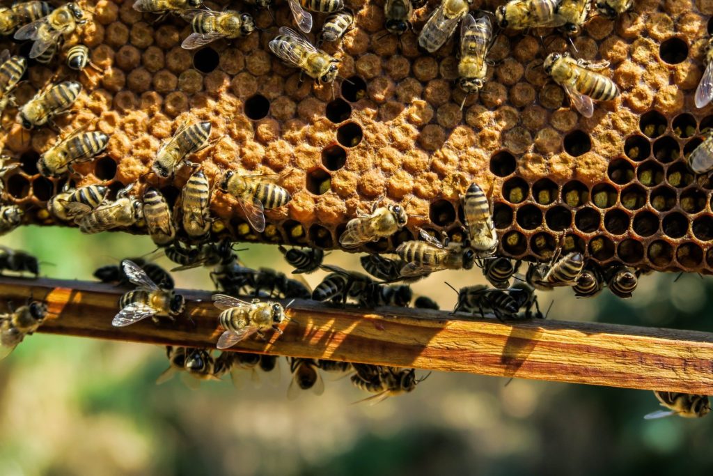 Thiking like a scientist avoids mistakes. Photo shows a frame of capped brood and attendant worker bees.