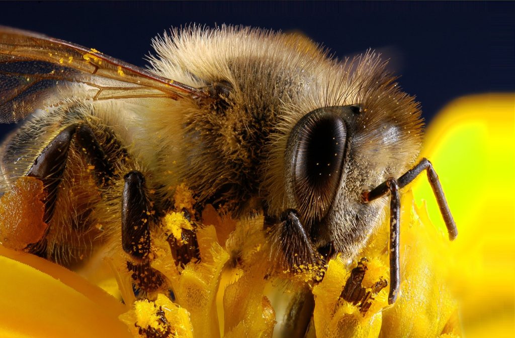 Honey bee collecting pollen. Natural  pollen is always best, but sometimes the supply is short.