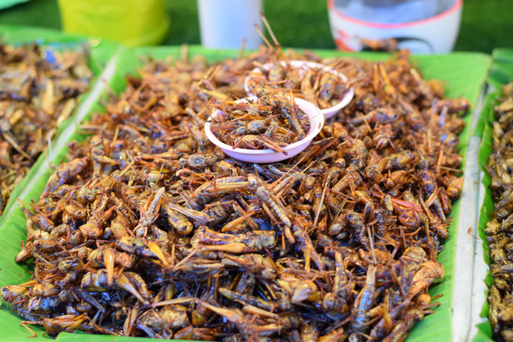 In some countries, deep-fried crickets are a popular food item. 