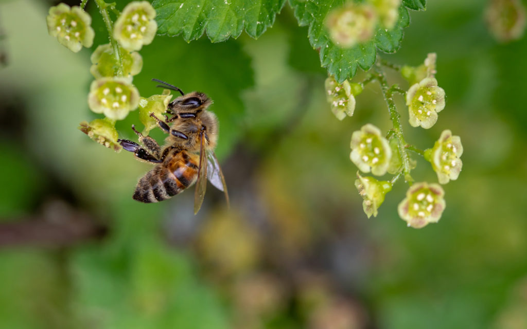 Honey is the only crop with an animal intermediary coming between the plant and the product. Plants cannot produce honey without bees, but bees are not concerned about the finer points of terroir.