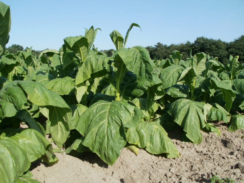 The terroir of tobacco is especially important in the production of cigars.