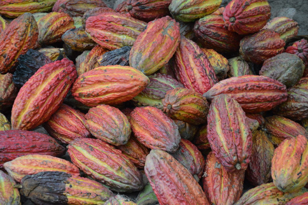 Cacao beans, nestled in large pods, are affected by the taste of place.