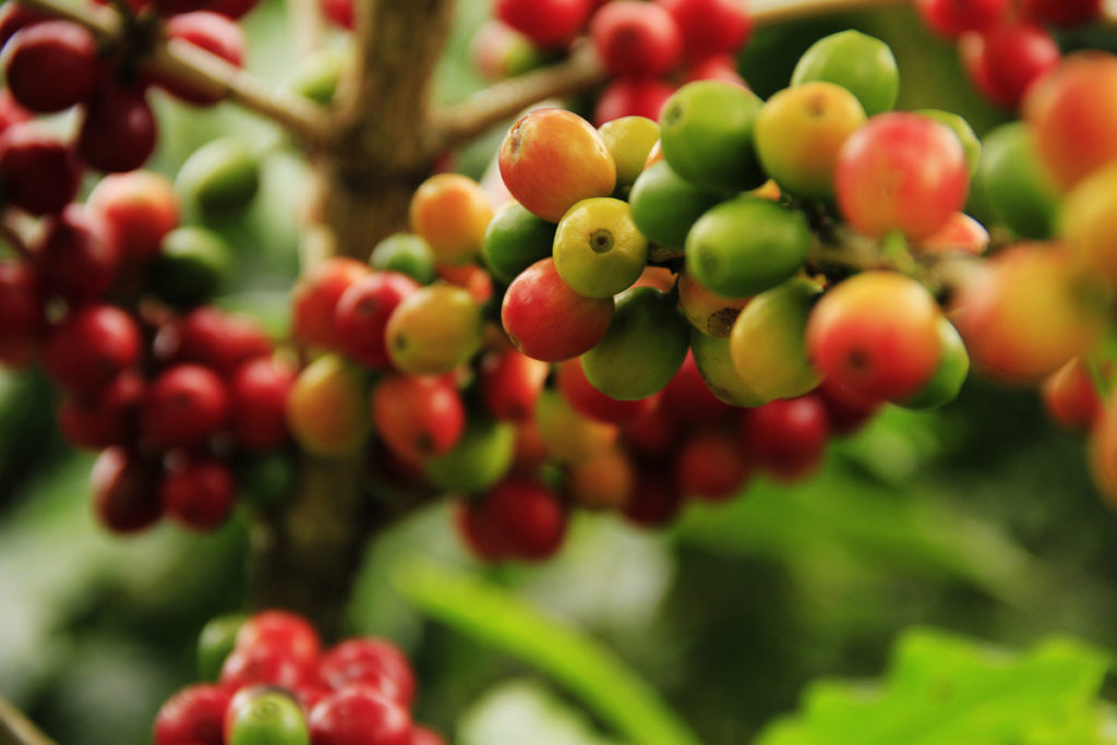 Volcanic soils at high altitudes are especially appreciated by coffee growers.