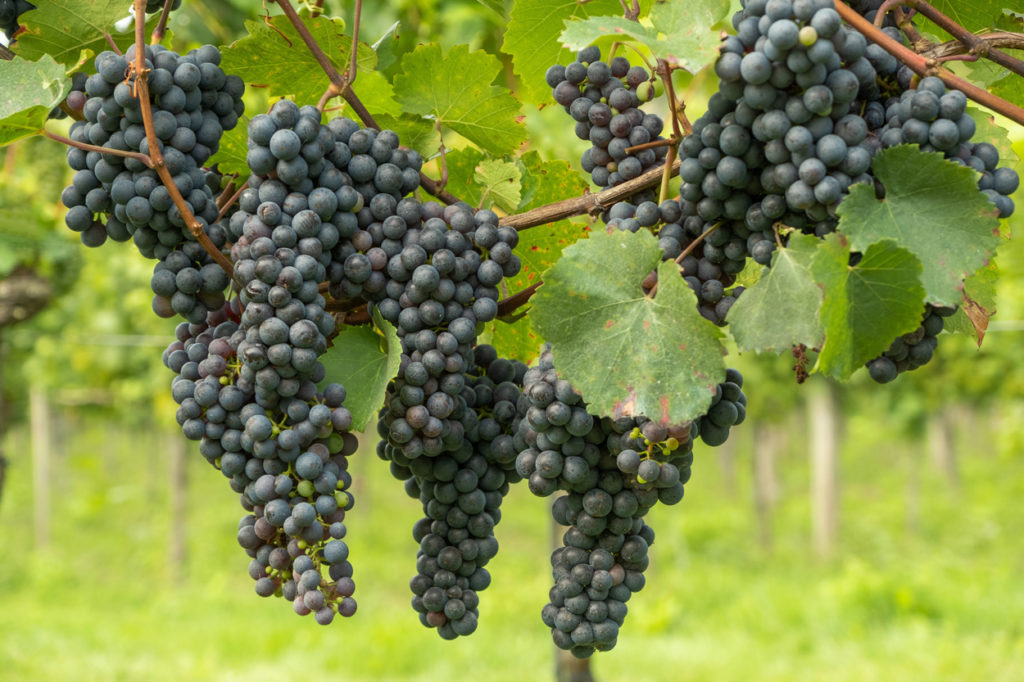 Wine grapes are the most famous terroir crop, extremely dependent on specific growing conditions.