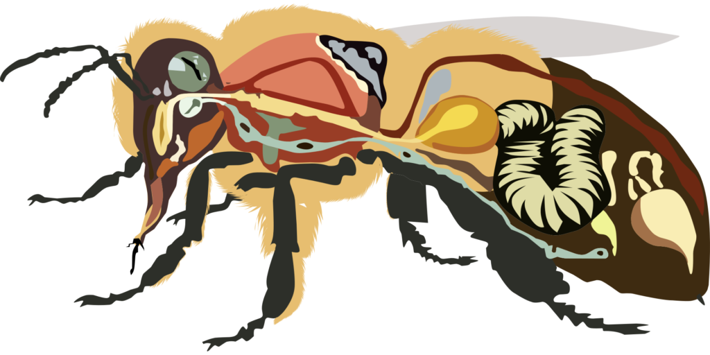 Start here: New beekeepers must know how bees work! Diagram showing internal parts of a honey bee.