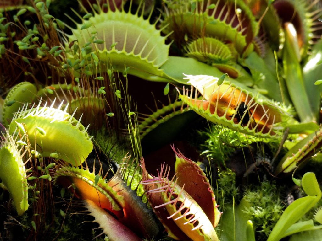 Arthur Dobbs was the first person to describe the Venus flytrap, native to North America.