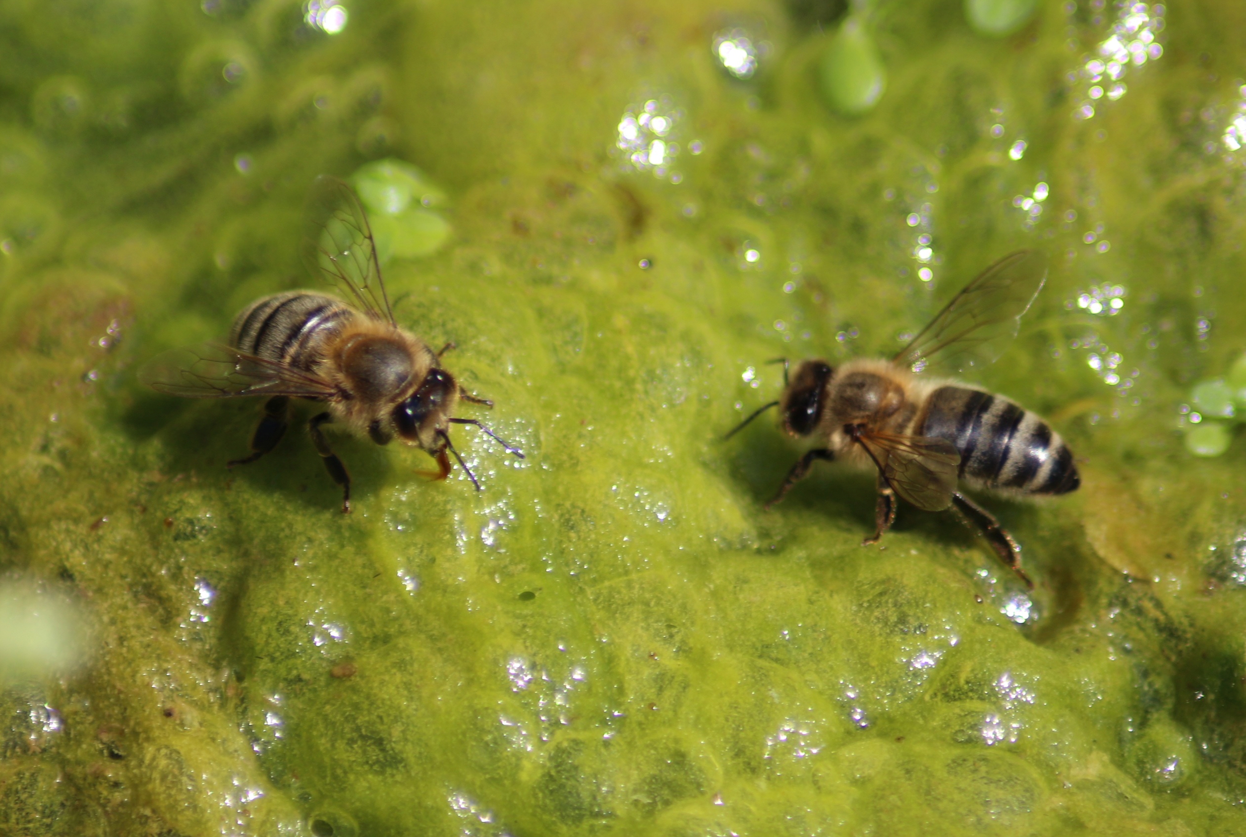 Slimy water attracts bees, probably because of the scent of algae. Pixabay photo.
