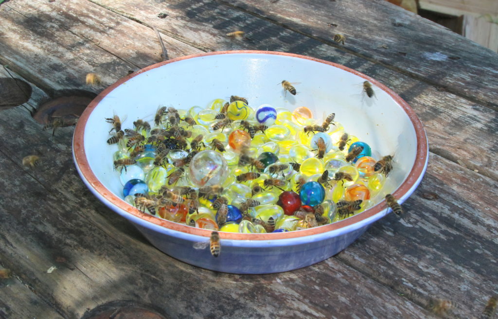 Marbles in a dish make a colorful and attractive watering hole with plenty of places to perch. Some sugar or a drop of essential oil helps bees find the source. Photo by Rusty Burlew.