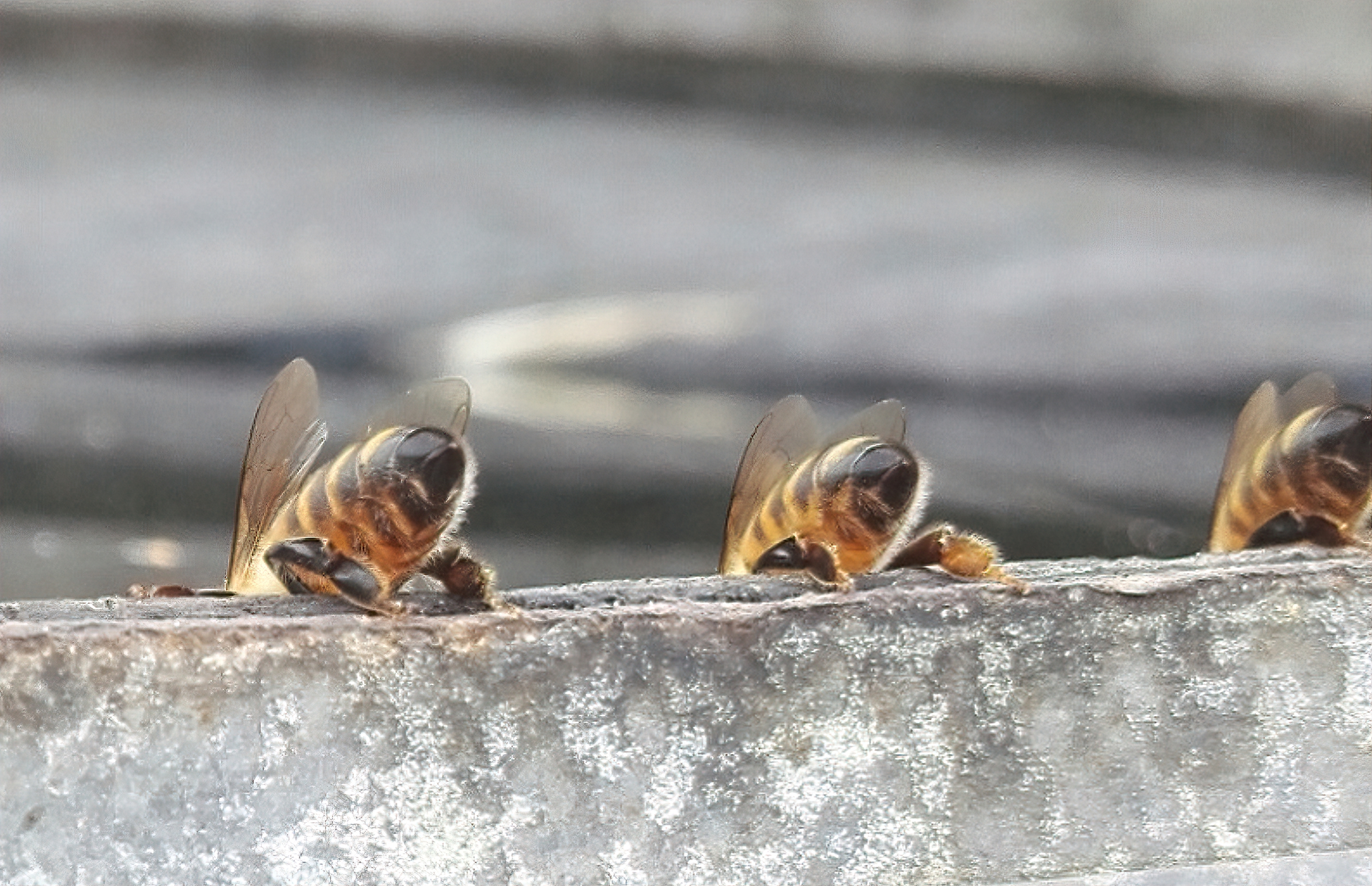Bees always need a safe place to stand so they don’t fall into the water and drown. Things that float work well, as do stones or the sides of a container. Pixabay photo.