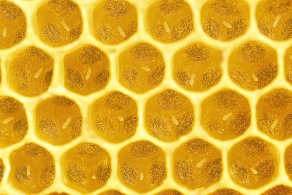 Who knew honey bees eggs could eat anything? Pixabay