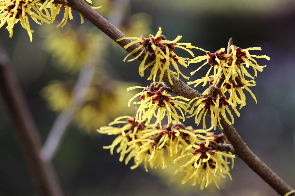 witch hazel bare branches-studio - Honey Bee Suite