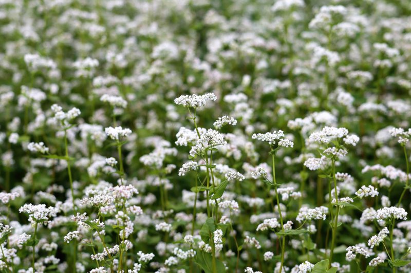 Although not as popular as it once was, North American farmers still grow buckwheat. The grain is milled into flour and the entire plant is useful as a cover crop for suppressing mid-summer weeds.