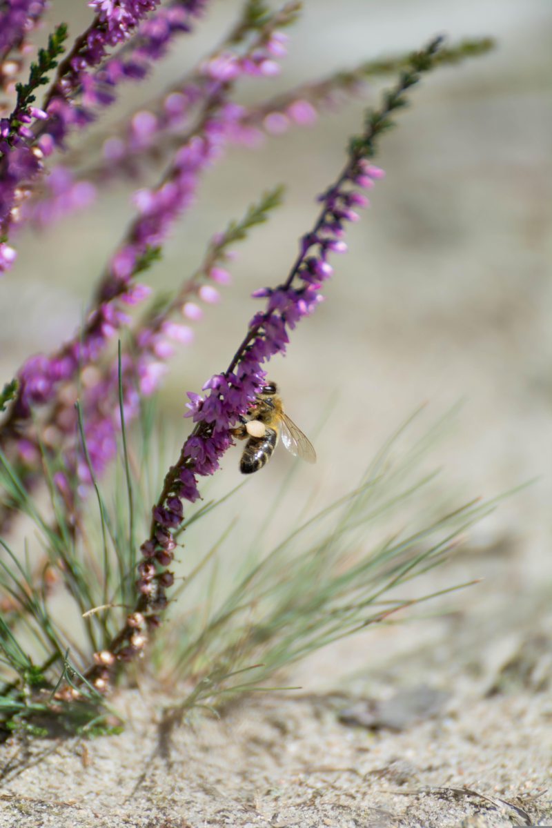 Europe is famous for its ling heather honey, one of the most widely produced thixotropic honeys.
